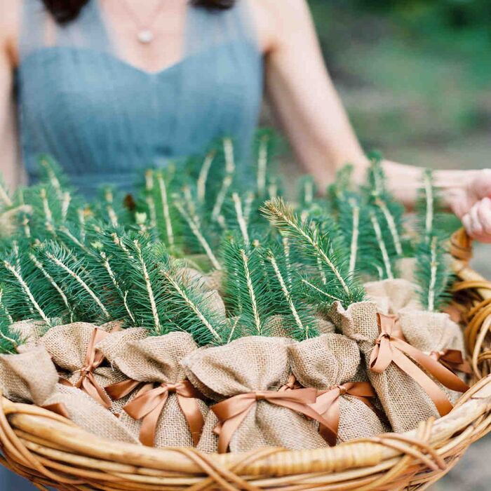 36 Enchanting Personalized Wedding Favors (2022 Gift Guides) 55 Tree Seedling For Personalized Wedding Favors