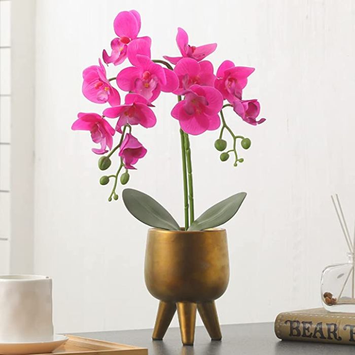 Trio Of Mini Orchids Plants For Your Parents On 28th Anniversary